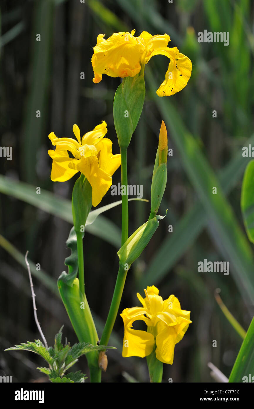 Iris gialla / bandiera gialla (Iris pseudacorus) in fiore lungo stagno Foto Stock
