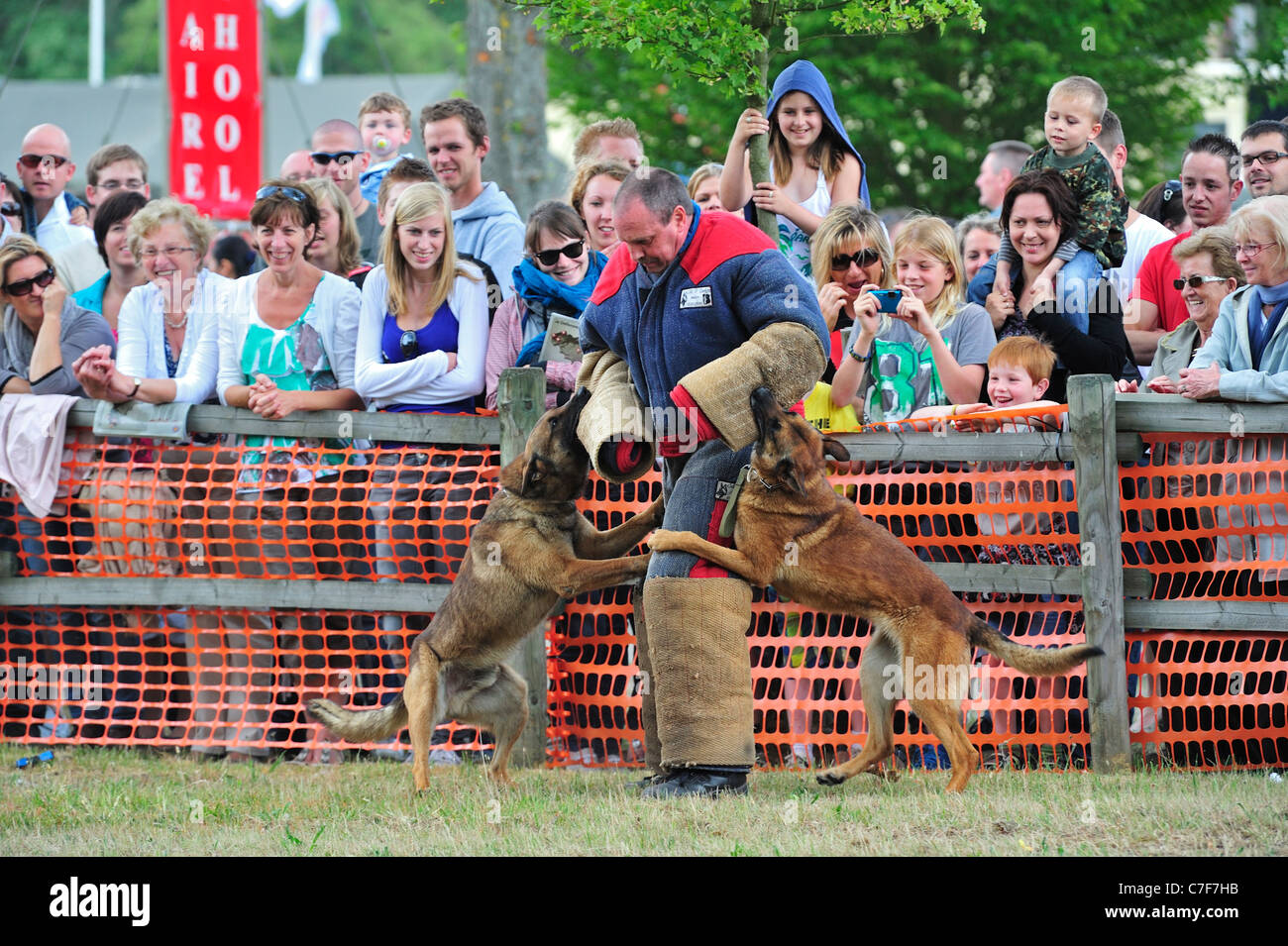 Un attacco militare cani pastore belga cane / Malinois, mordere l uomo in abbigliamento protettivo durante la giornata di apertura dell'esercito belga Foto Stock