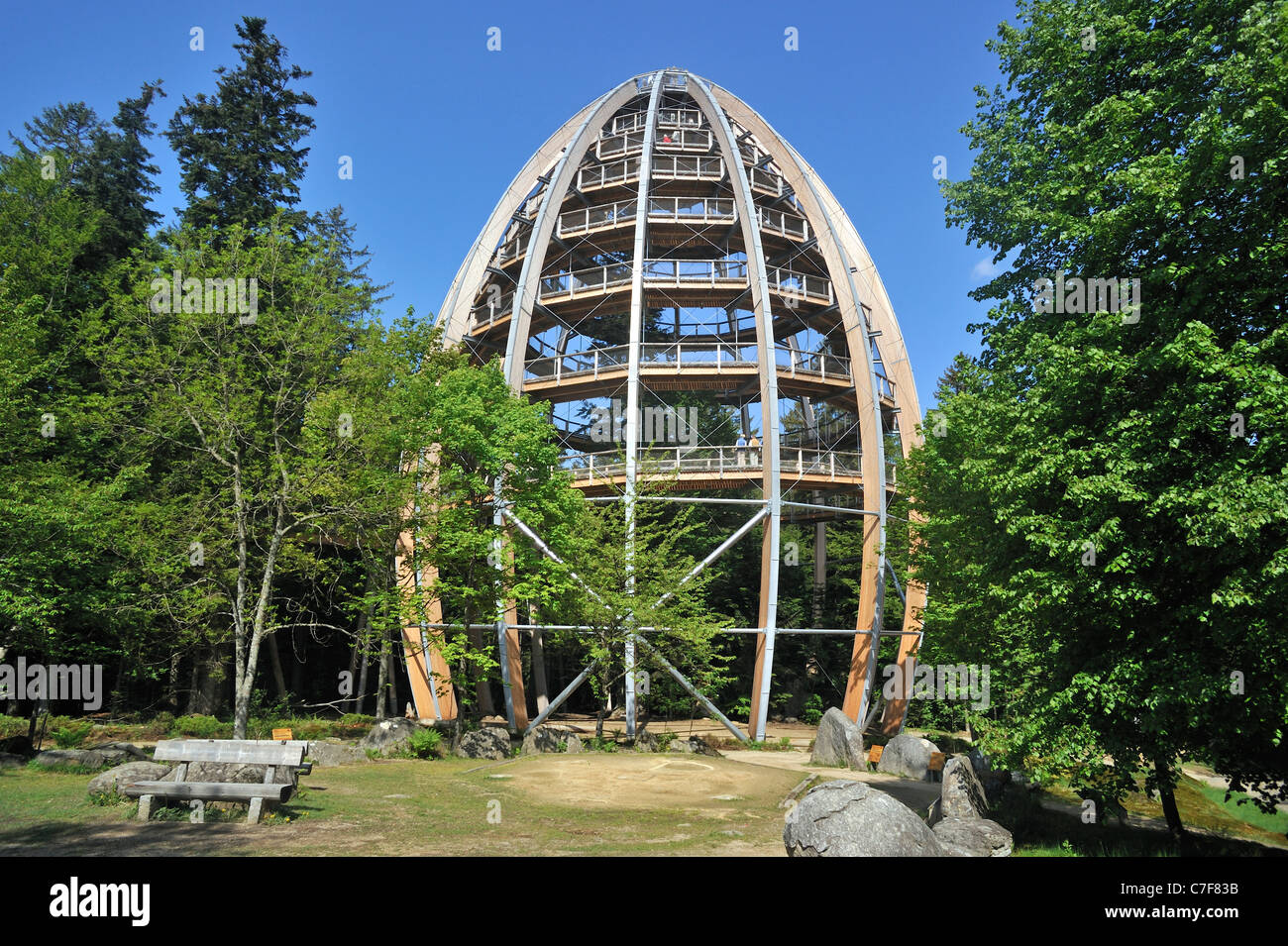 Baumwipfelpfad, una torre di legno la costruzione della più lunga del mondo Tree Top Walk nel Parco Nazionale della Foresta Bavarese, Neuschönau, Germania Foto Stock