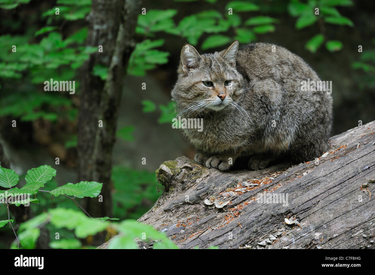 Il gatto selvatico (Felis silvestris) seduto sul caduto albero tronco nel bosco Foto Stock