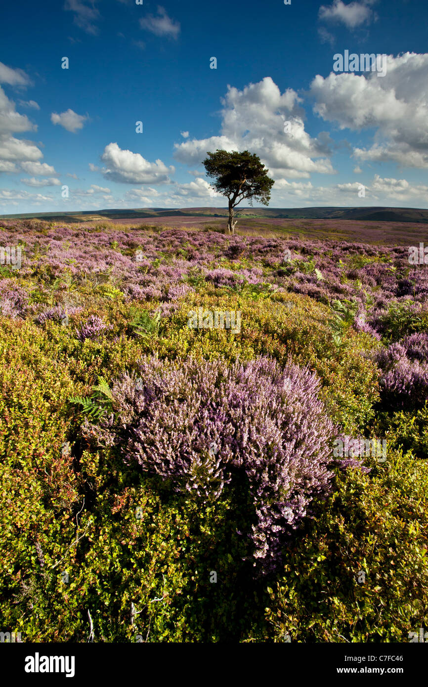 Lone Pine, Commondale Moor, North York Moors National Park Foto Stock