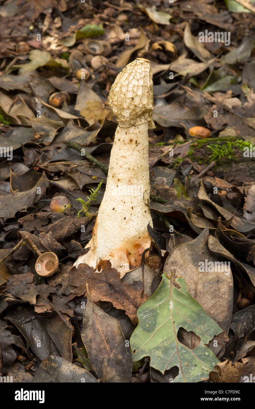 Phallus impudicus funghi noto anche come della strega o uovo Stickhorn comune sul piano del bosco Foto Stock