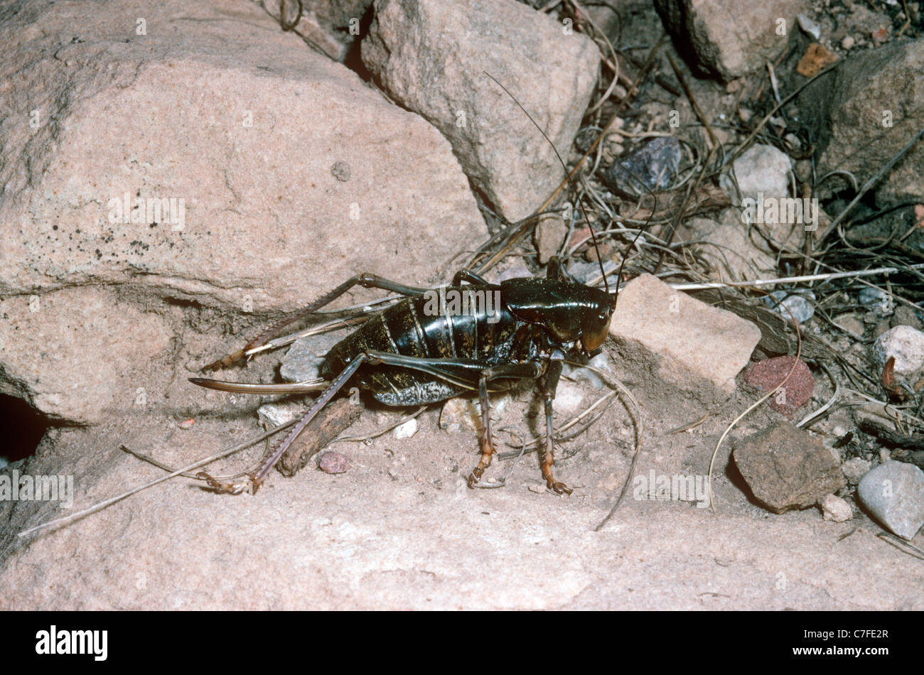 Il Mormon Cricket / Katydid (Anabrus simplex: Tettigoniidae) femmina, Utah, Stati Uniti d'America Foto Stock