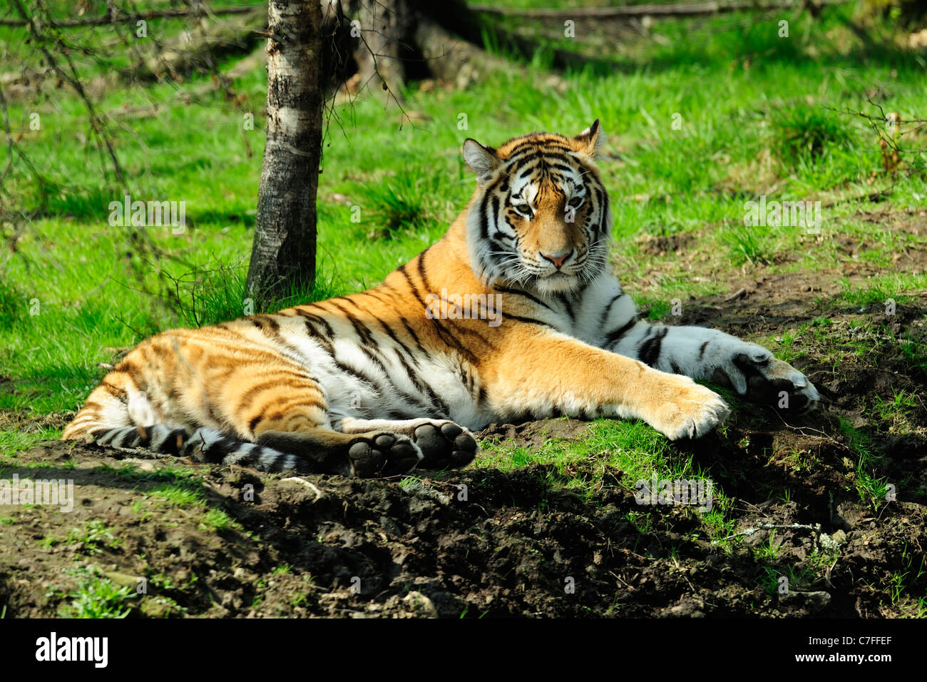 Tigre di Amur (panthera tigris altaica) originariamente noto come Tigre Siberiana, Highland Wildlife Park, Kincraig, Kingussie, Scozia Foto Stock