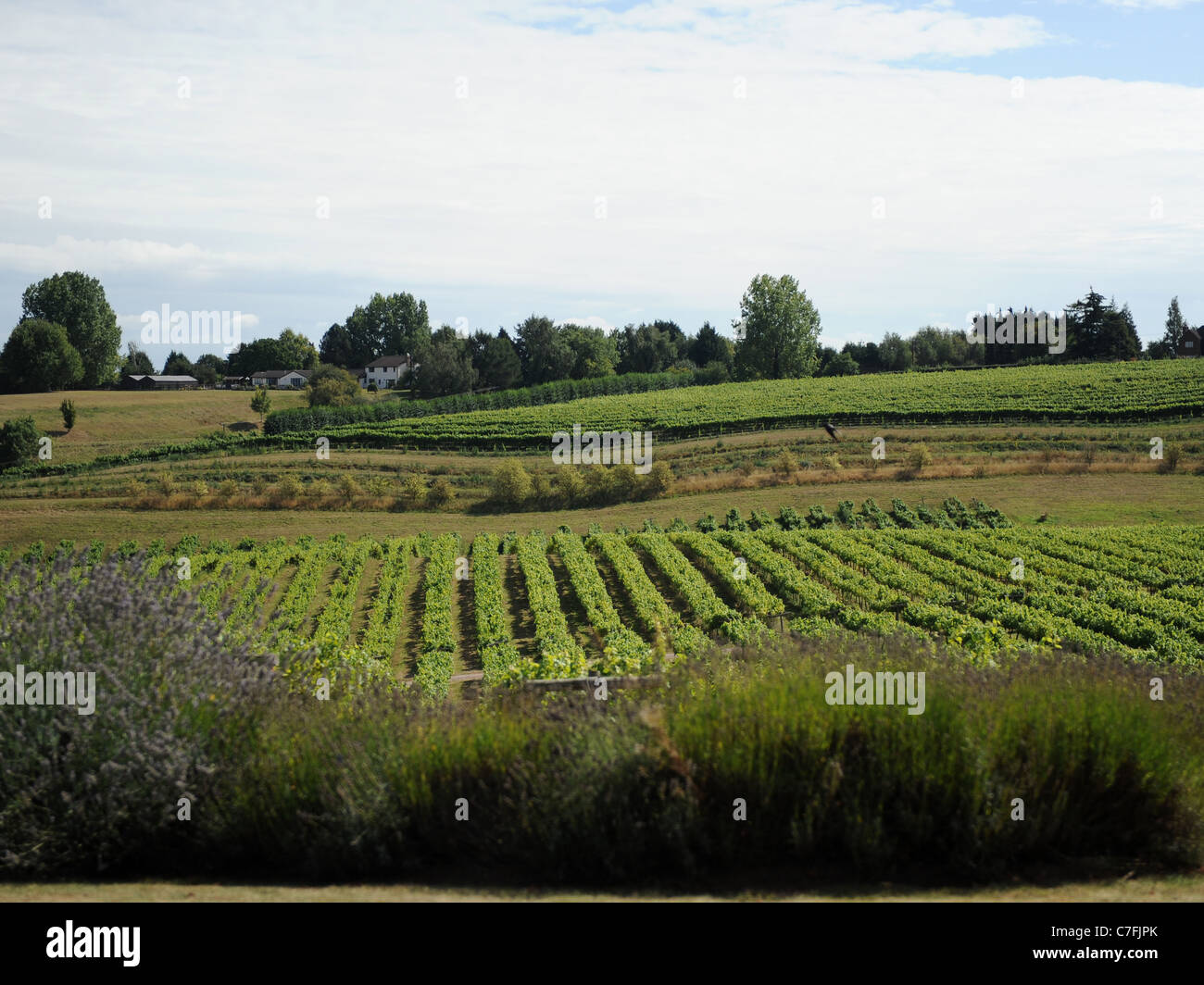 La vista di un vigneto britannico, tre cori vicino Newent. Foto Stock