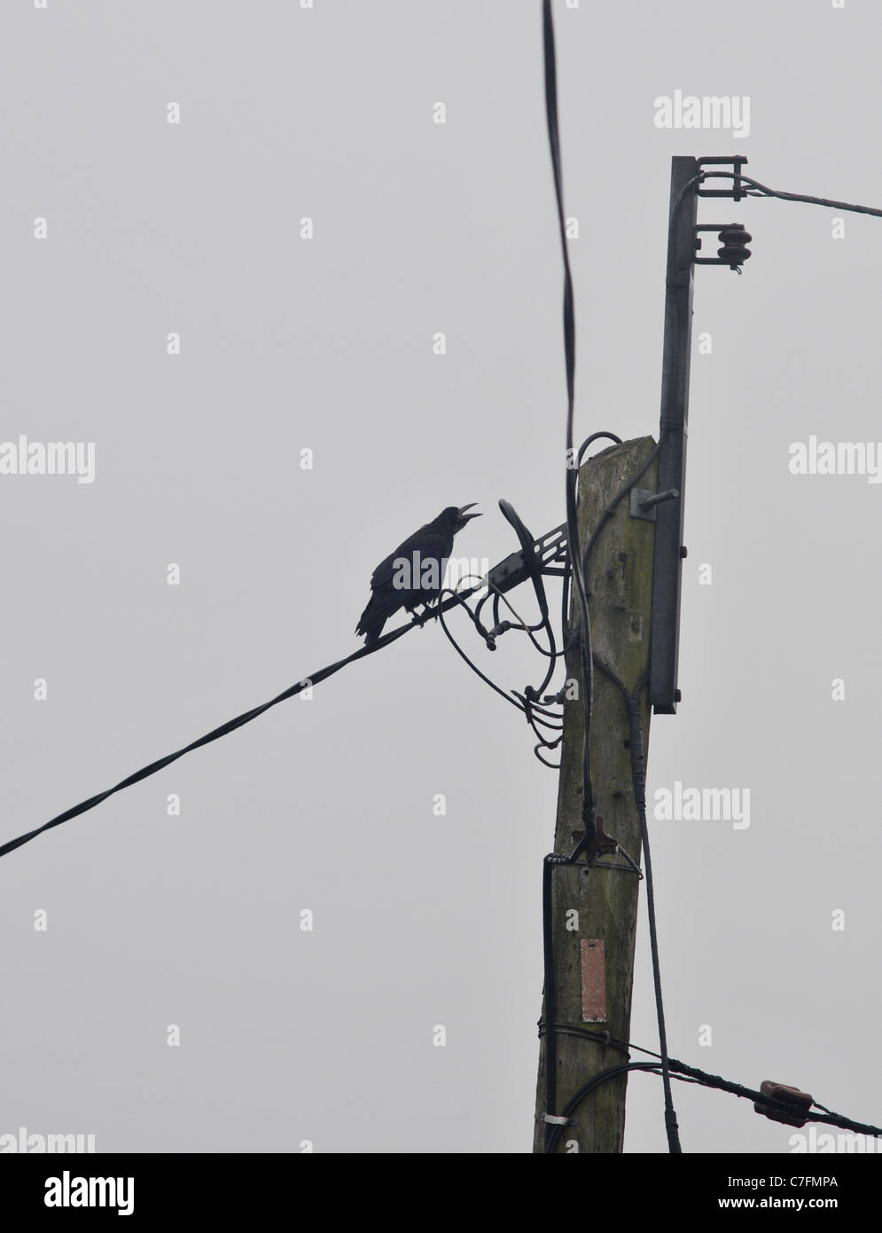 Un corvo 'caws' su un palo del telegrafo Foto Stock