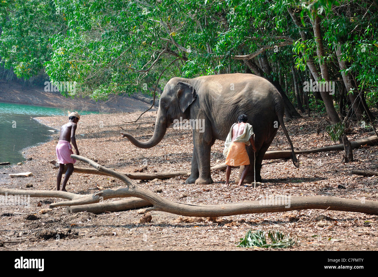 Mahouts addomesticare elefante in Kerala Foto Stock