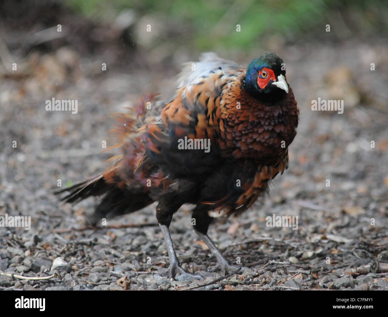 Un adulto fagiano arricciatura le sue piume Foto Stock