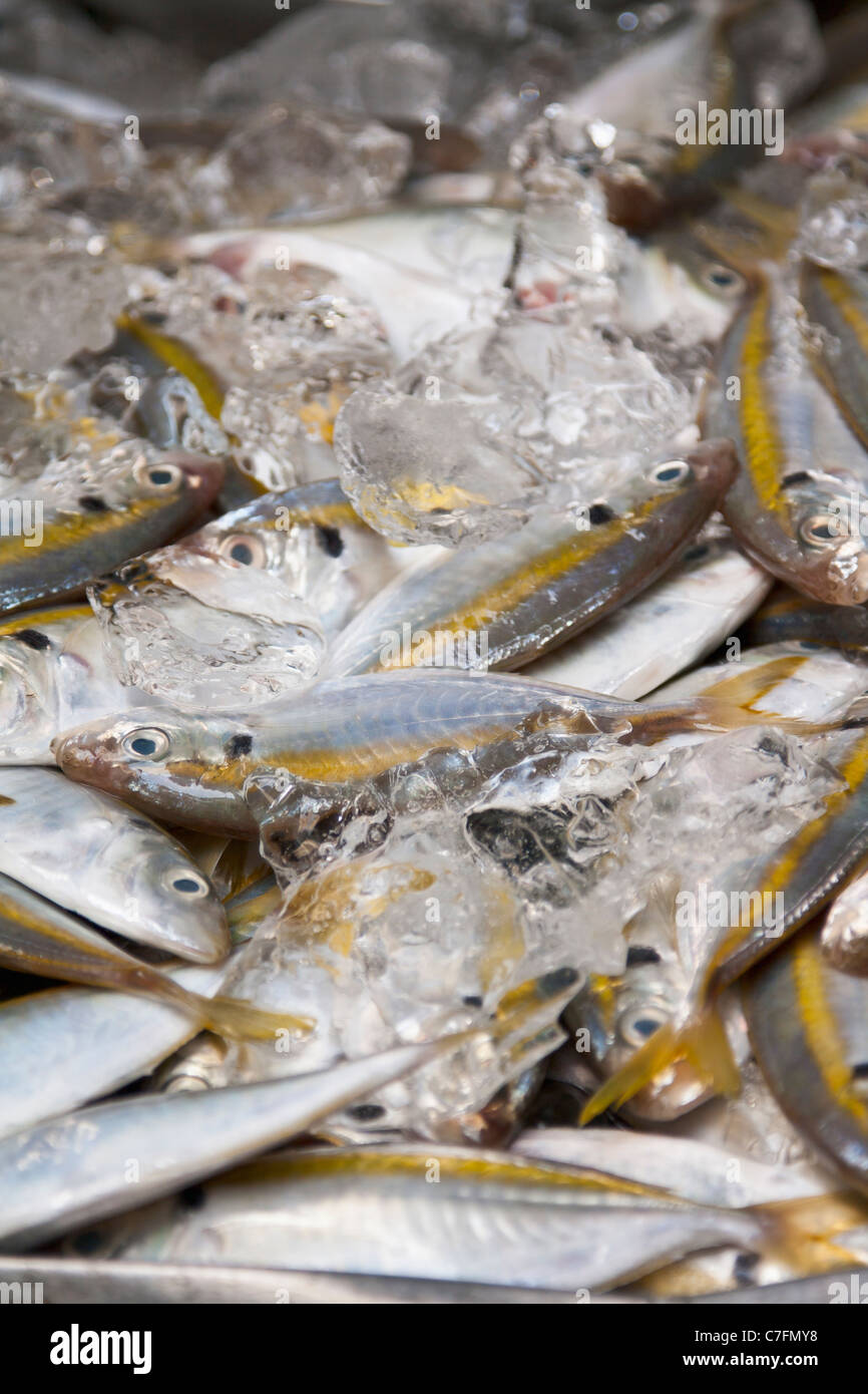 Giornaliera delle catture di schermo giallo listati butterfish presso un mercato del pesce, Thailandia Foto Stock