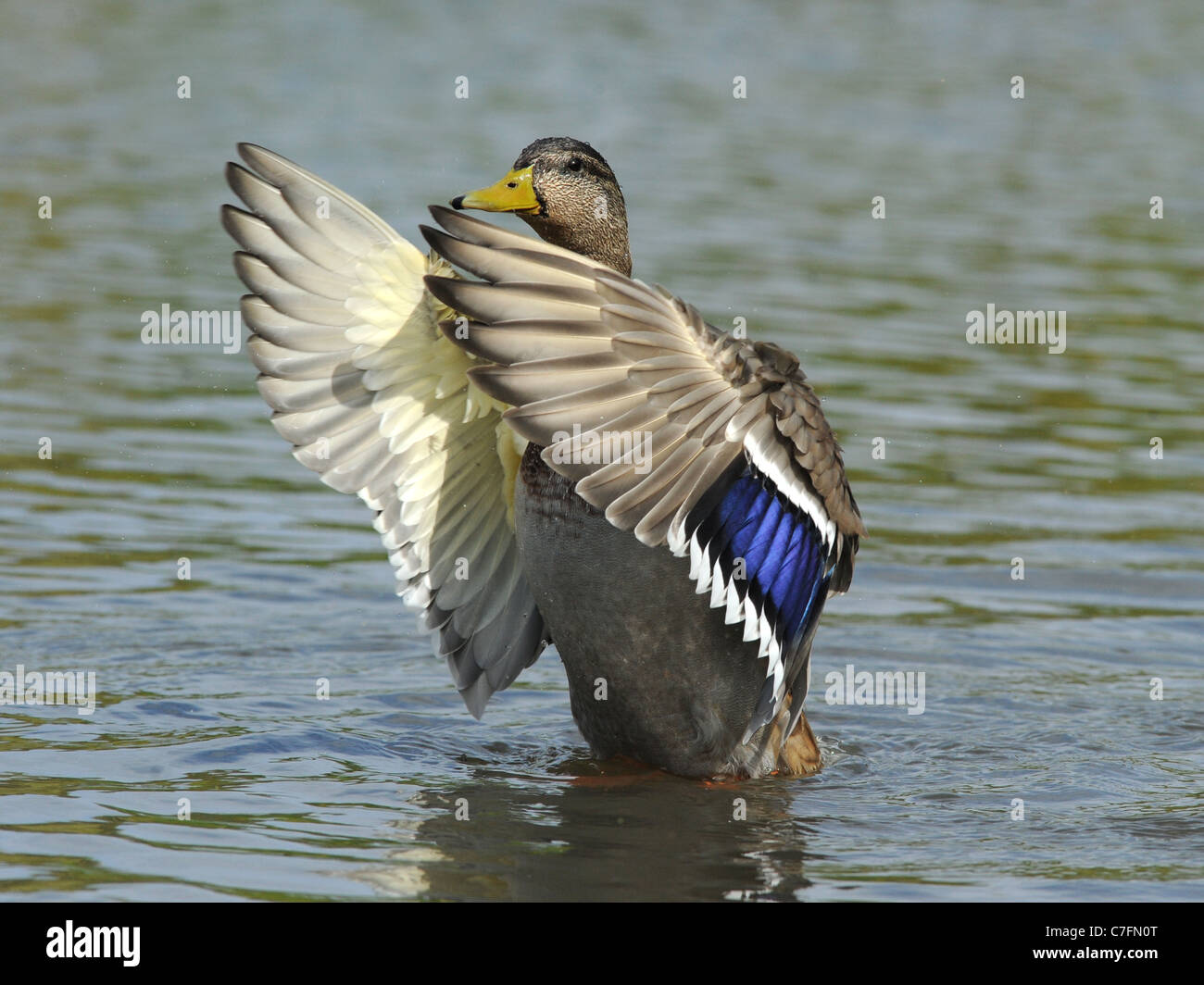 Un Mallard duck sbattimenti le sue ali Foto Stock