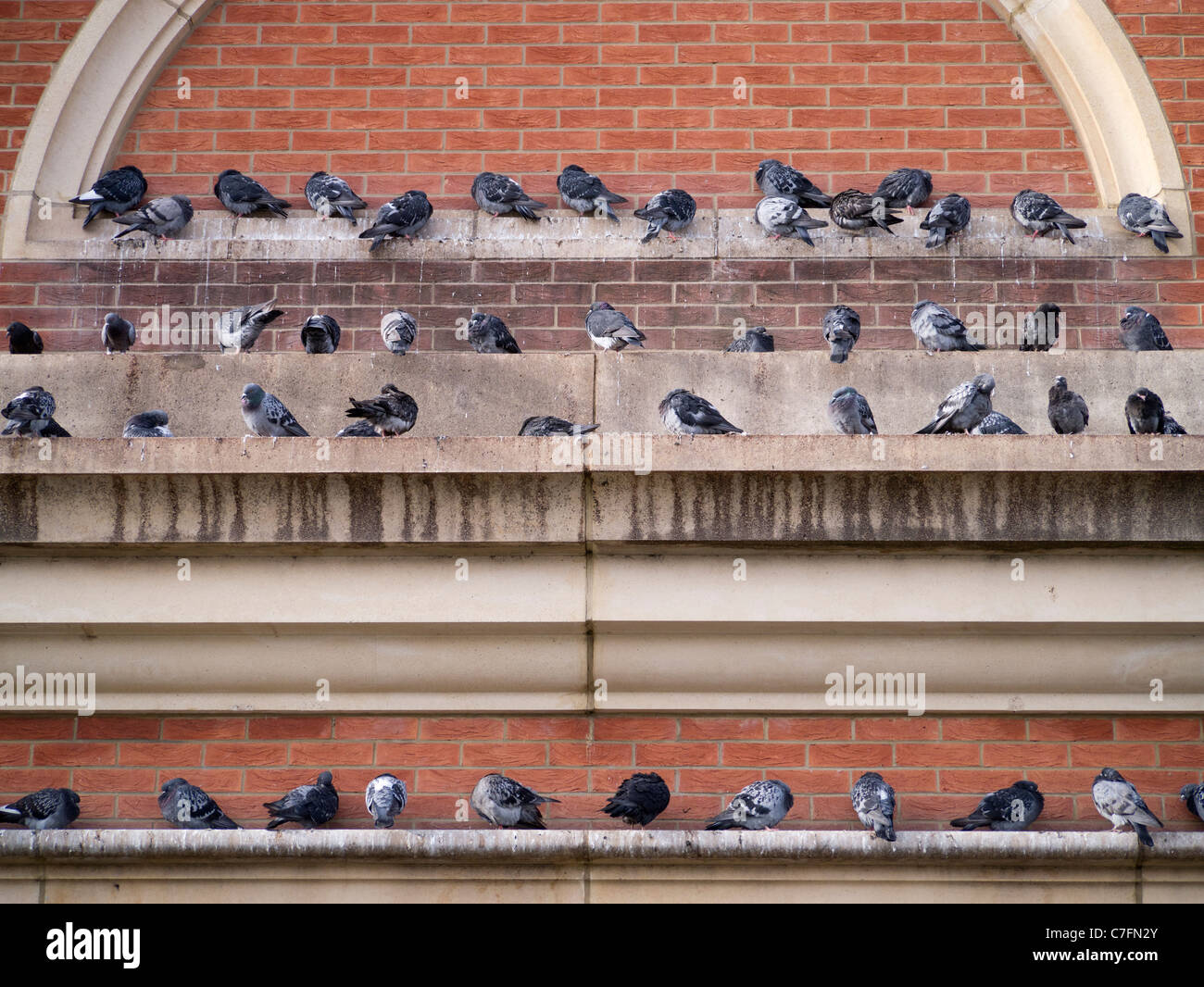 Ammassato piccioni arroccato su Charing Cross Road Rail Bridge, Londra Foto Stock