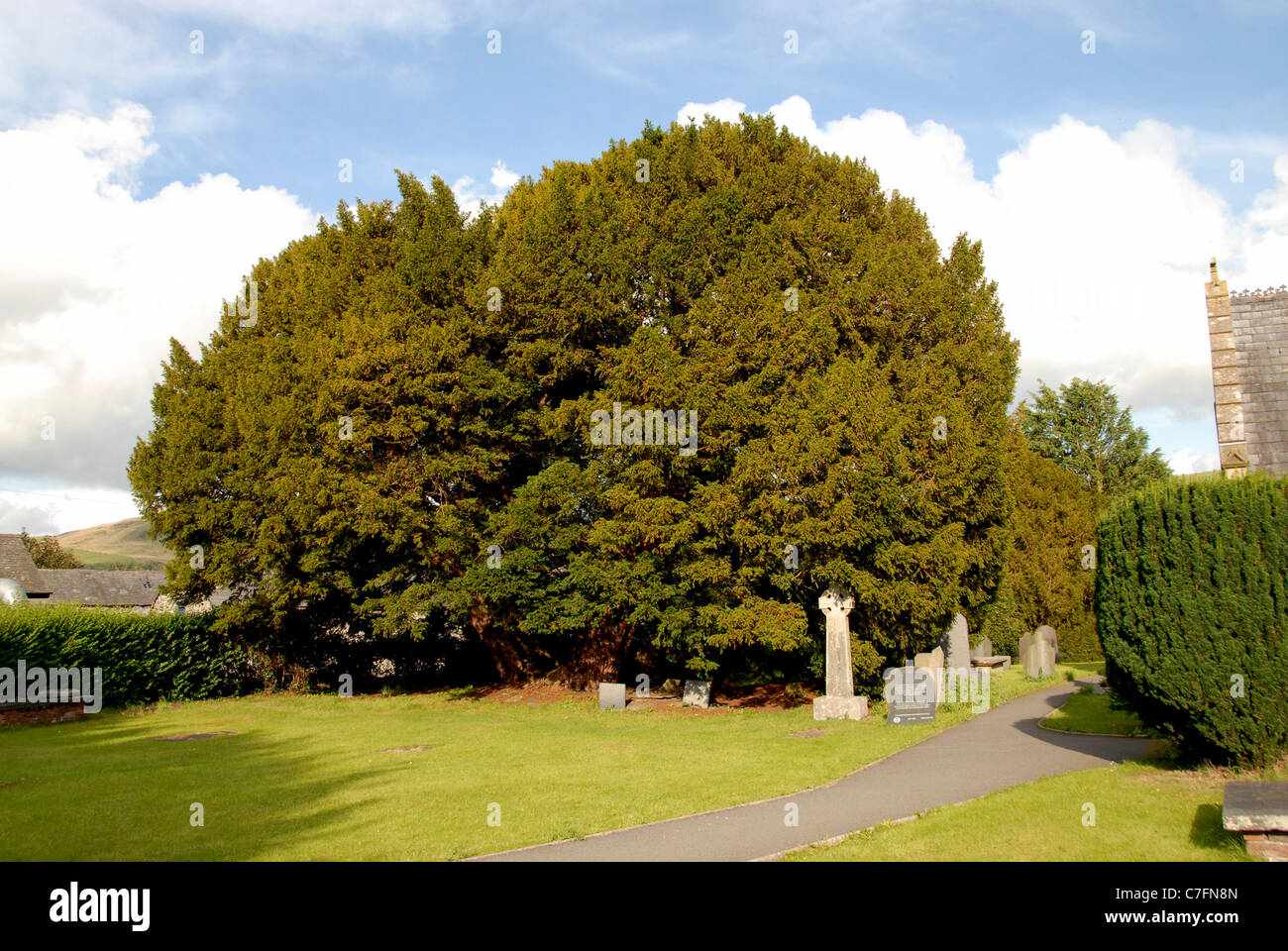 L'antico albero di Yew, ripetutamente più di 4.000 anni, nel cortile della chiesa di St Digain nel villaggio di Llangernyw nel Galles del nord Foto Stock