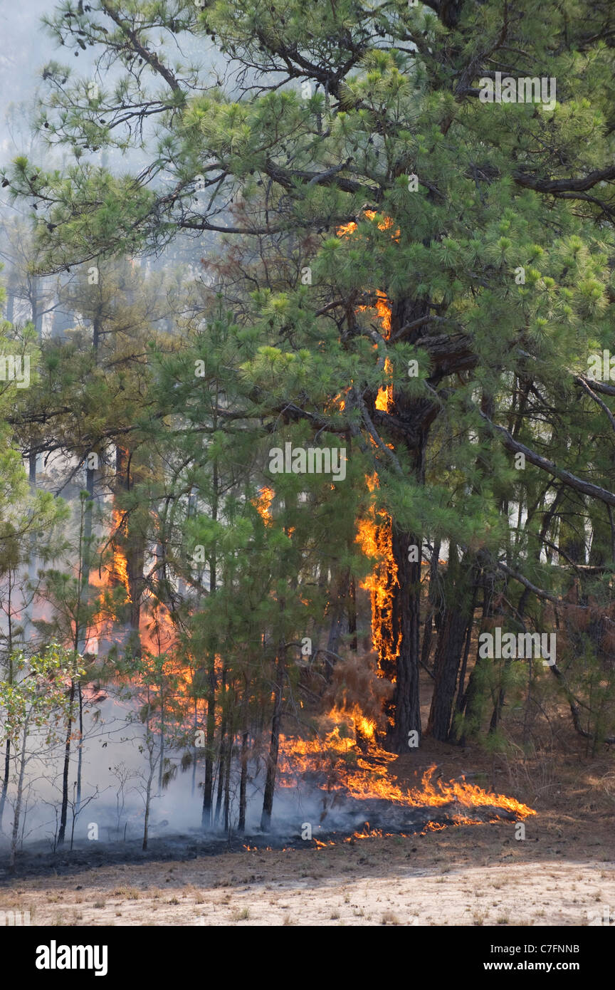 Un wlidfire infuria attraverso il Texas loblolly pines intorno Bastrop Texas, 30 miglia a est di Austin. Foto Stock