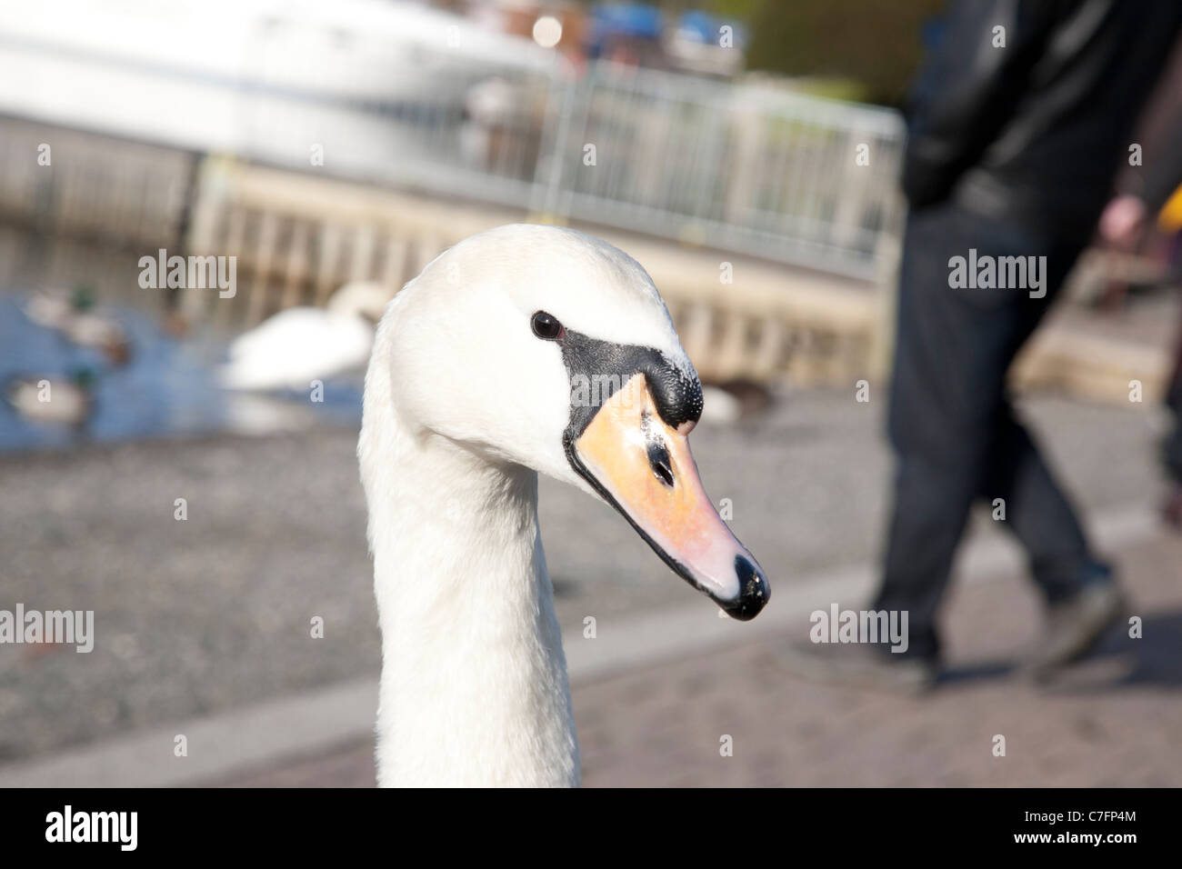 Una faccia di cigni Foto Stock