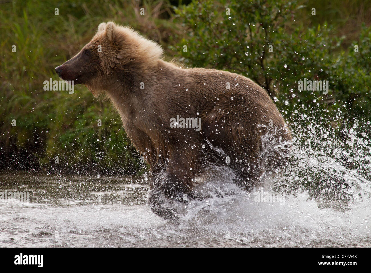 Brown Bear Cub, Ursus arctos esplodere dall'acqua Foto Stock