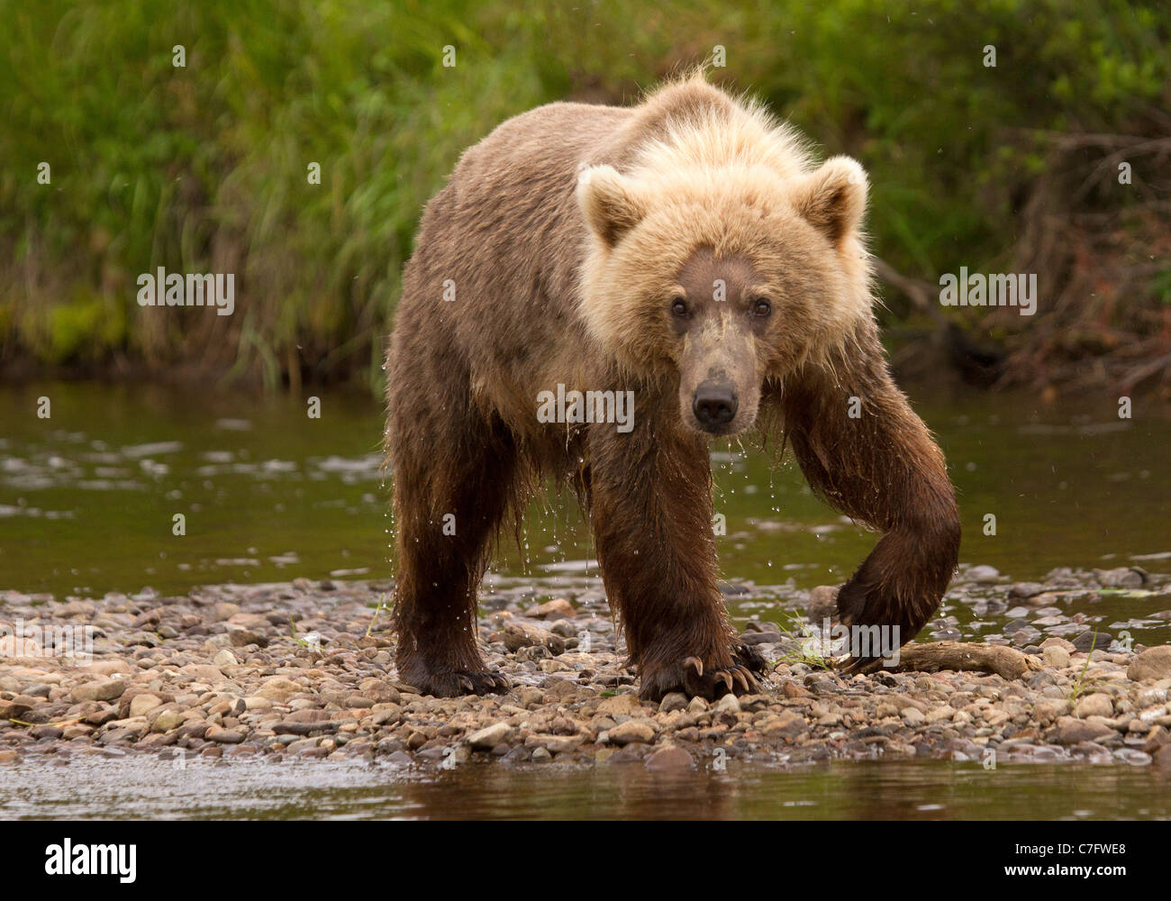 Brown Bear Cub, Ursus arctos insidiare i pesci Foto Stock