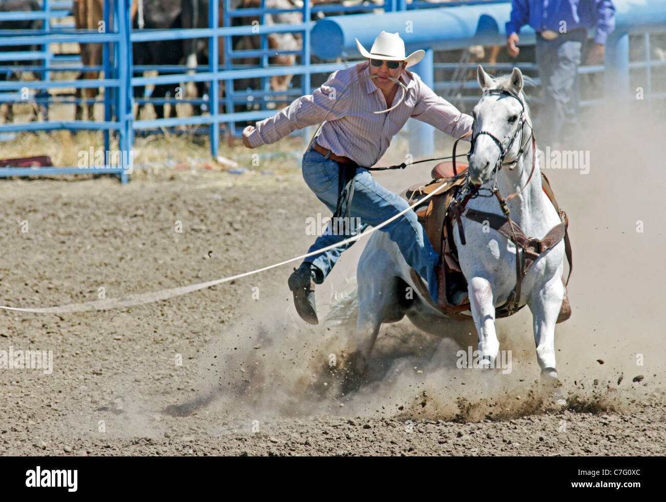 Concorrente durante il vitello tie-down evento del rodeo tenutasi il Fort Hall Reservation in Idaho. Foto Stock