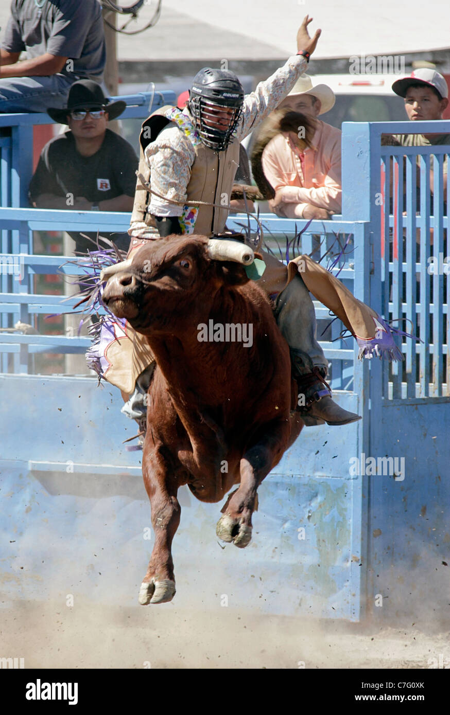 Concorrente del toro di equitazione evento nel rodeo tenutasi il Fort Hall Reservation, Wyoming durante l annuale Shoshone-Bannock Foto Stock