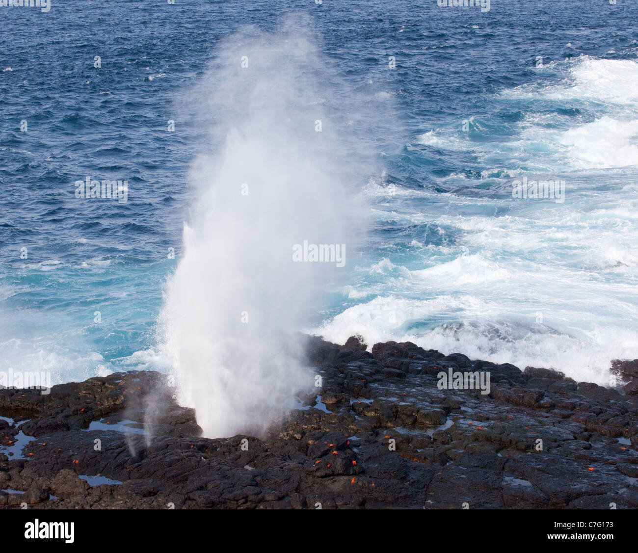 Blowhole sull'isola di Espanola, causata quando le onde colpiscono una crepa nella roccia lavica, costringendo l'acqua di mare verso l'alto in uno spruzzo fino a 30m di altezza Foto Stock