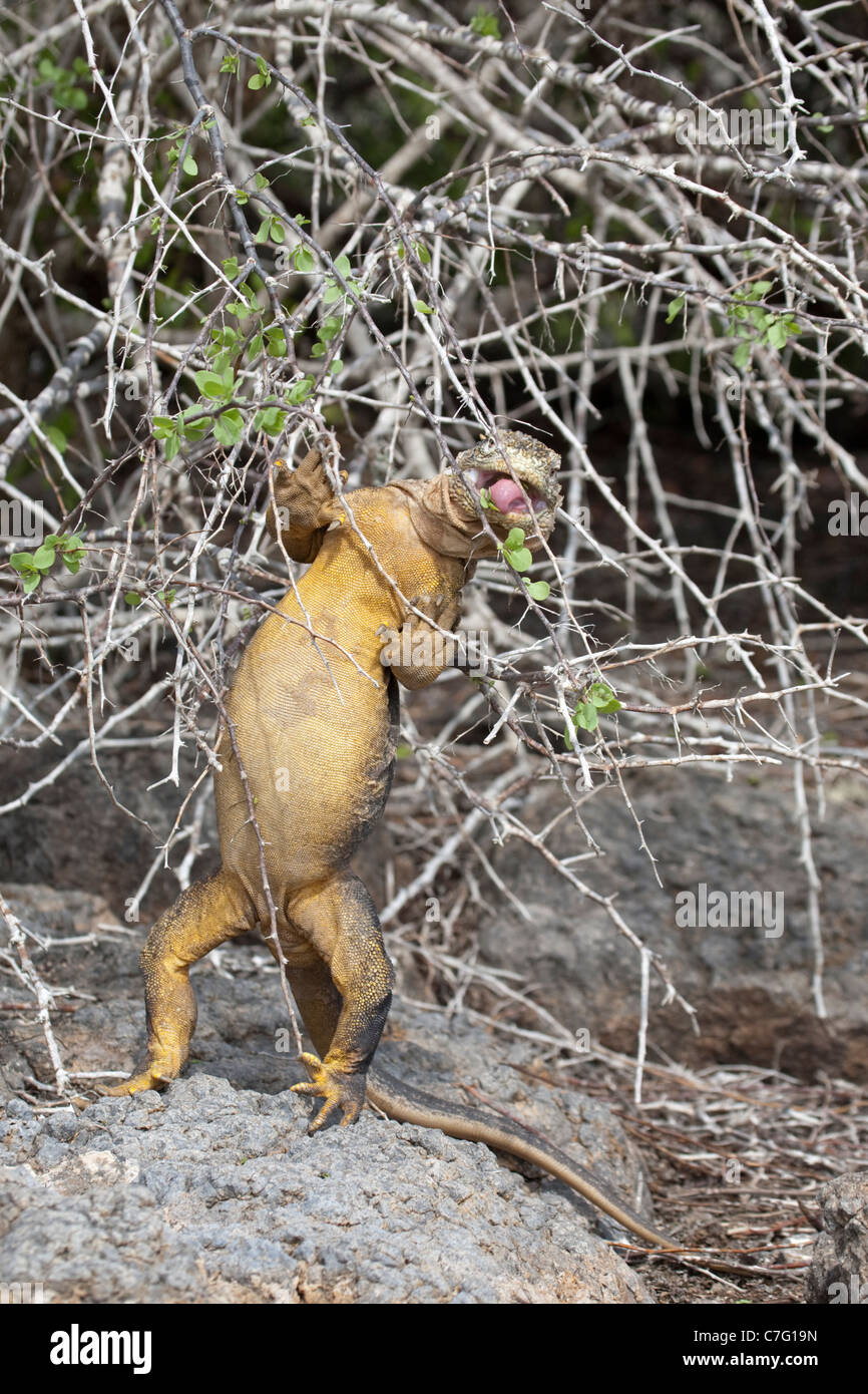 Terra Galapagos Iguana (Conolophus subcristatus) salendo per navigare su deserto susino (Grabowskia boerhaaviaefolia) Foto Stock