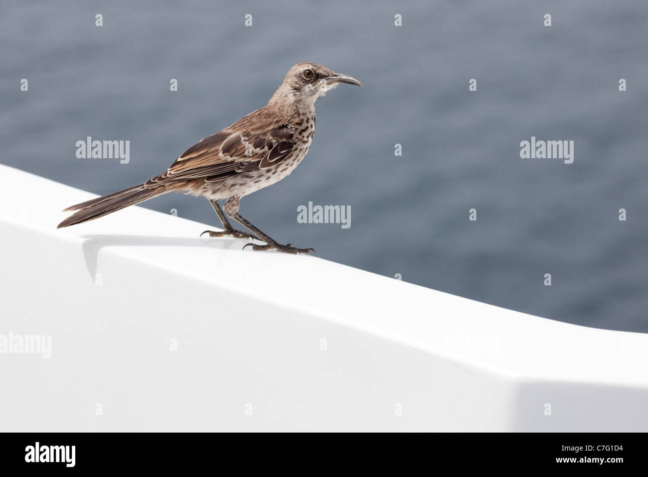 Espanola Mockingbird (Mimus macdonaldi) arroccato su yacht nell'Oceano Pacifico Foto Stock