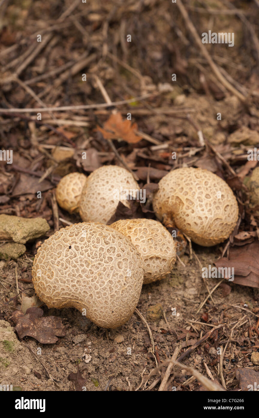 Resistente e woody toadstool fungo puff ball Lycoperdon sotto Quercus robur basidiomiceti Basidiomycota Foto Stock