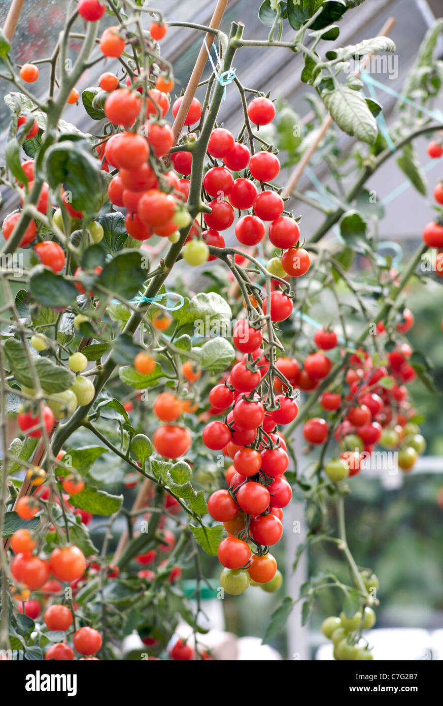 Pomodori a grappolo in crescita in serra Foto Stock