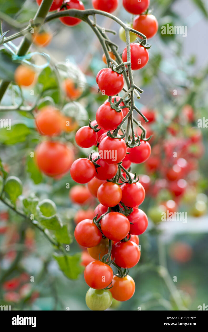 Pomodori a grappolo Foto Stock