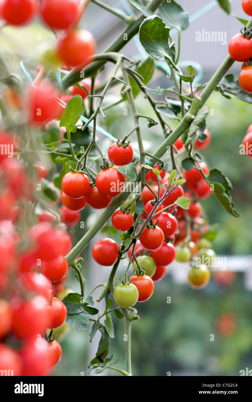 Pomodori a grappolo in crescita in serra Foto Stock