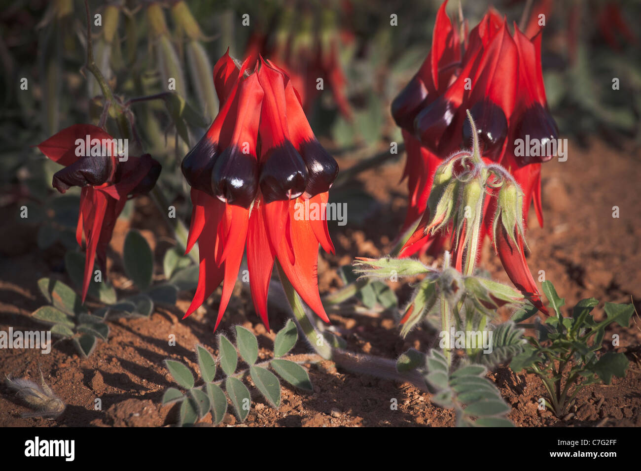 La Sturt desert pea, Broken Hill, Australia Foto Stock