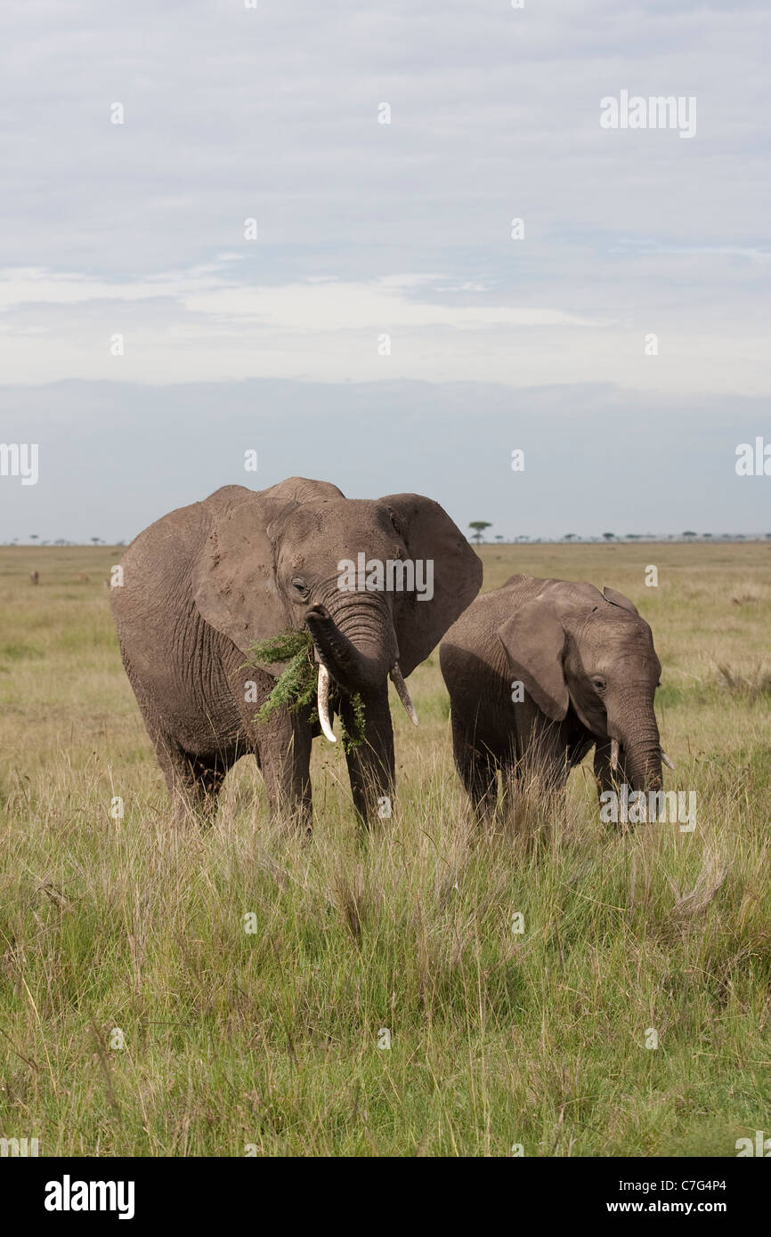 Branco di elefanti nella Riserva Nazionale di Masai Mara Kenya Africa. Foto:Jeff Gilbert Foto Stock