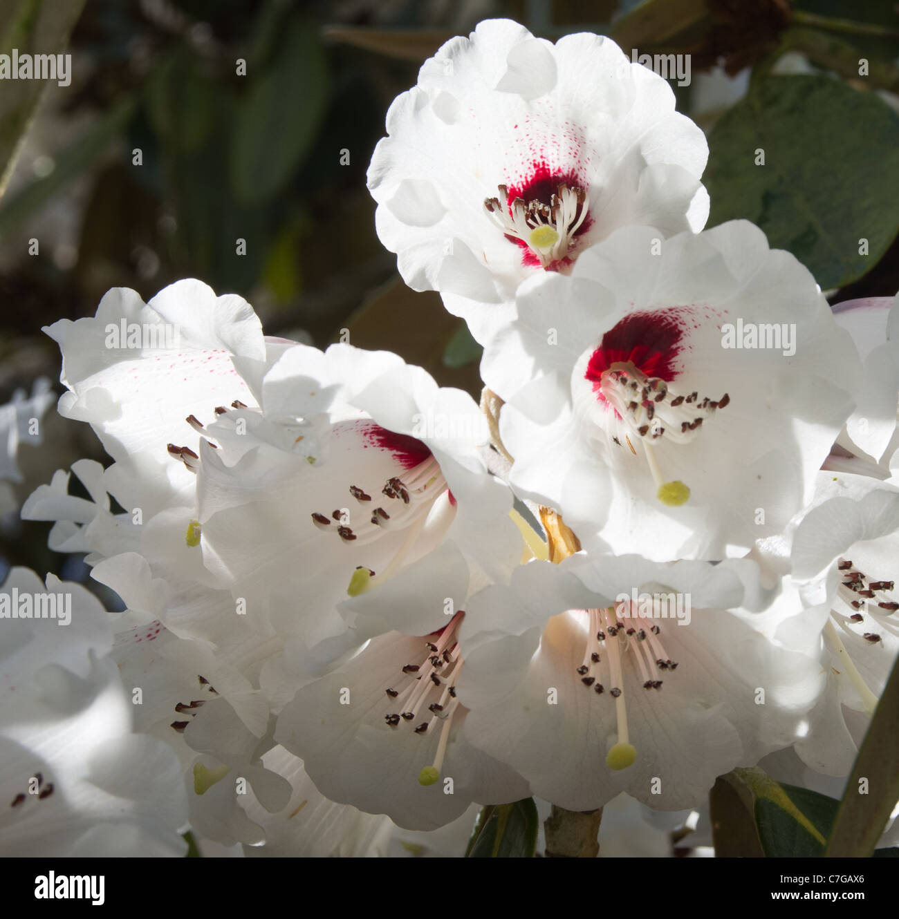 Rhododendron Rex sub specie arizelum Foto Stock
