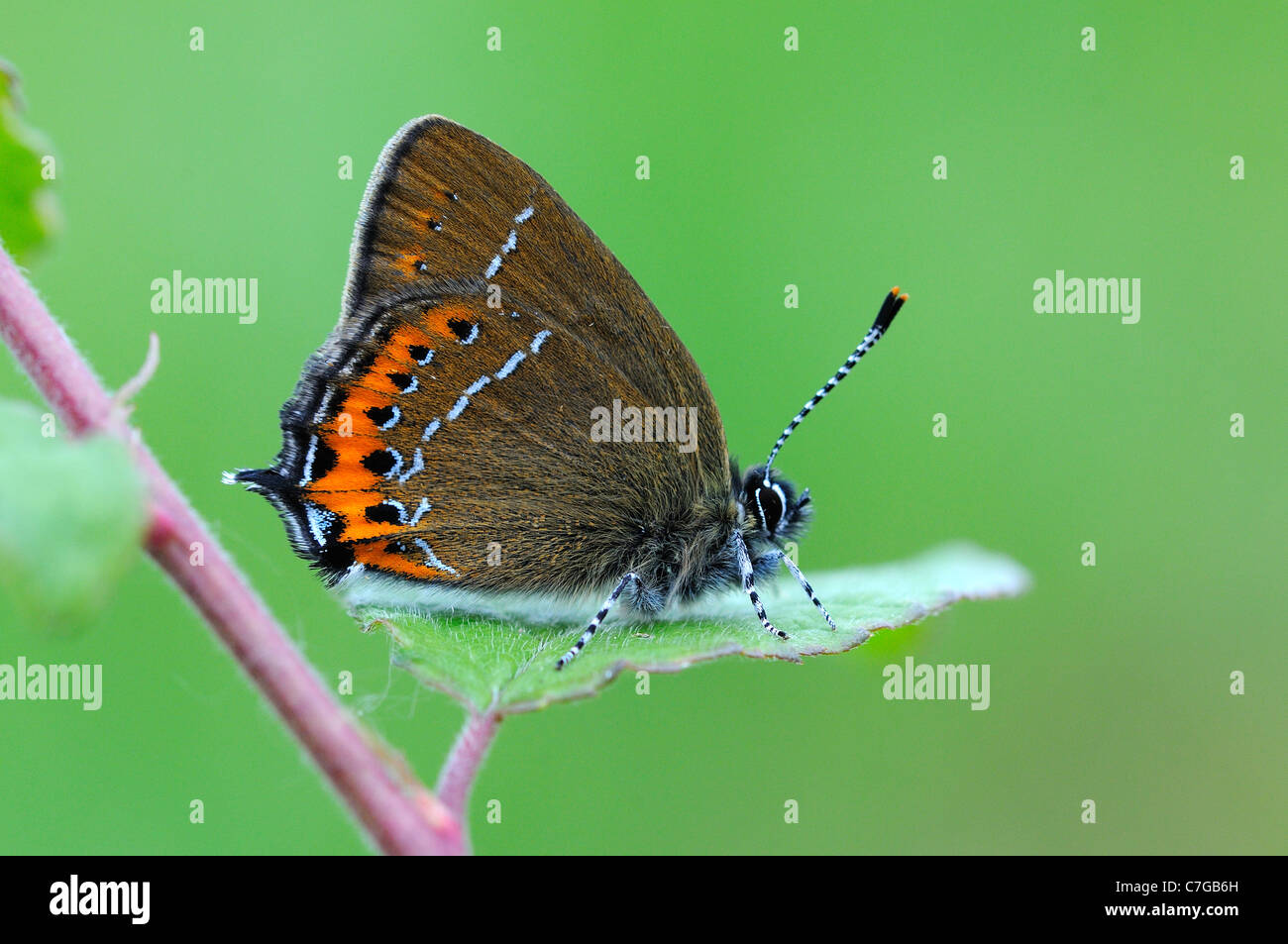 Hairstreak nero (farfalla Satyrium pruni) adulto a riposo sul prugnolo foglia, REGNO UNITO Foto Stock