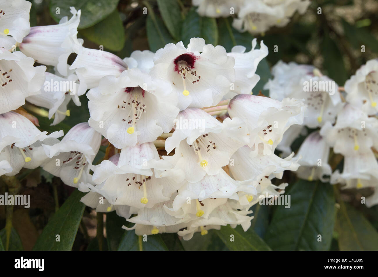 Rhododendron Rex sub specie arizelum Foto Stock