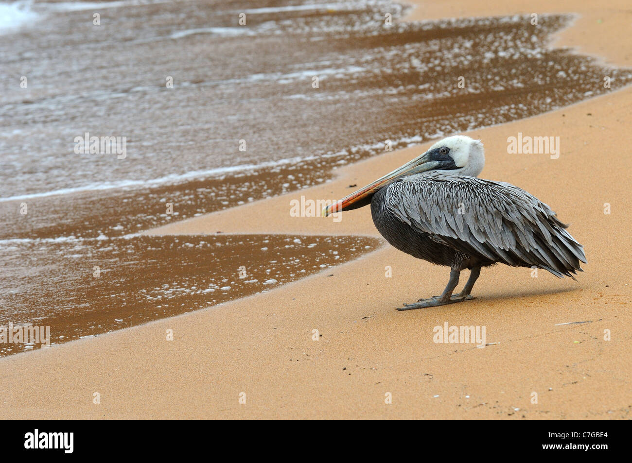 Pellicano marrone (Pelecanus occidentalis) permanente sulla spiaggia sabbiosa, Isole Galapagos, Ecuador Foto Stock