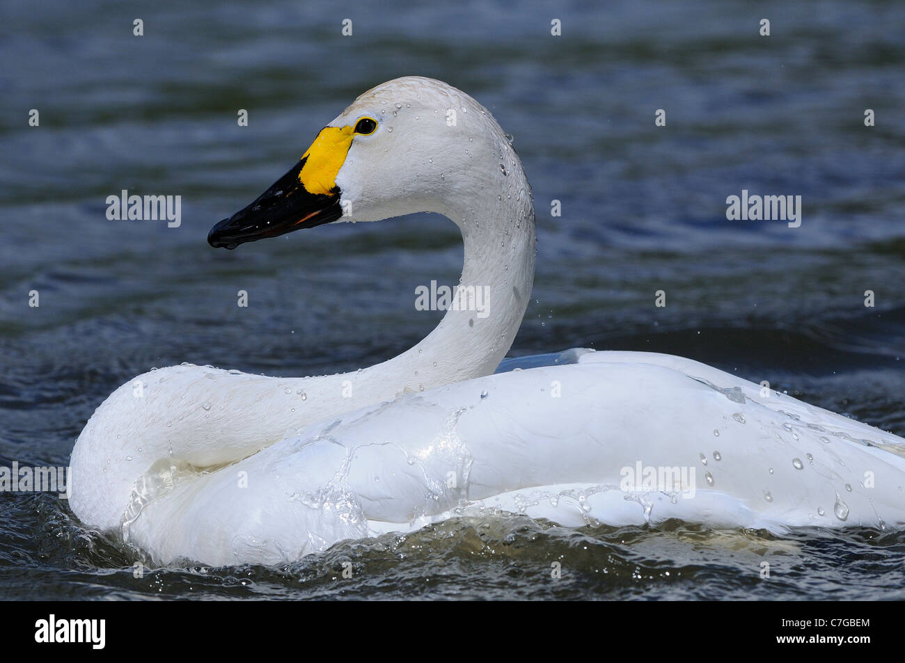 Bewick's Swan (Cygnus columbianus) sull'acqua, lavaggio, Slimbridge, REGNO UNITO Foto Stock