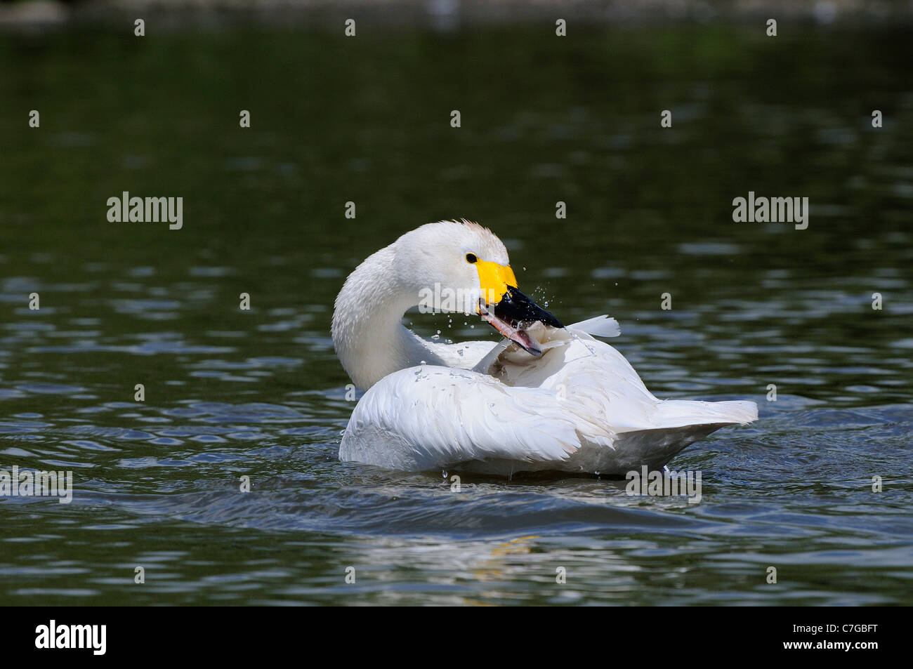 Bewick's Swan (Cygnus columbianus) sulle acque di lavaggio e preening, Slimbridge, REGNO UNITO Foto Stock