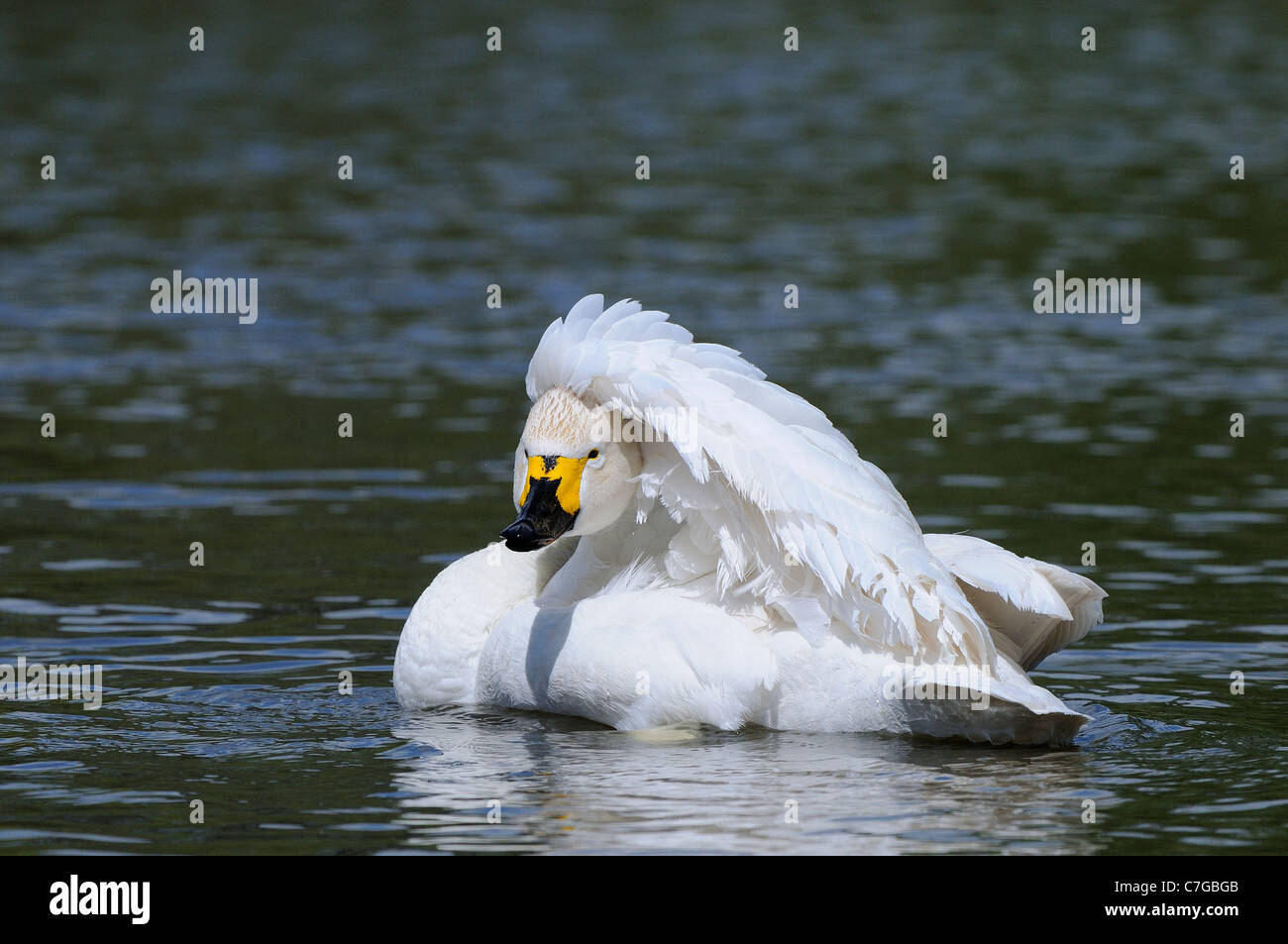 Bewick's Swan (Cygnus columbianus) sull'acqua, preening, Slimbridge, REGNO UNITO Foto Stock