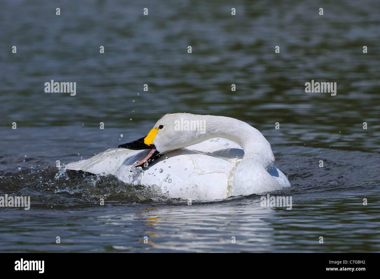 Bewick's Swan (Cygnus columbianus) il lavaggio con acqua e preening, Slimbrdge, REGNO UNITO Foto Stock