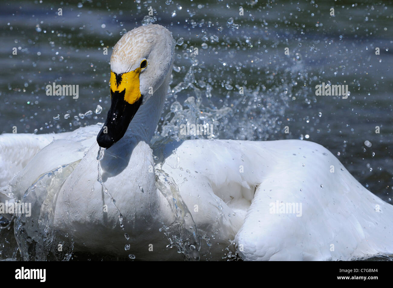 Bewick's Swan (Cygnus columbianus) sull'acqua, lavaggio, Slimbridge, REGNO UNITO Foto Stock
