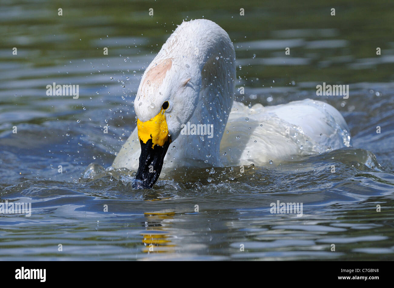 Bewick's Swan (Cygnus columbianus) sulle acque di balneazione, Slimbridge, REGNO UNITO Foto Stock