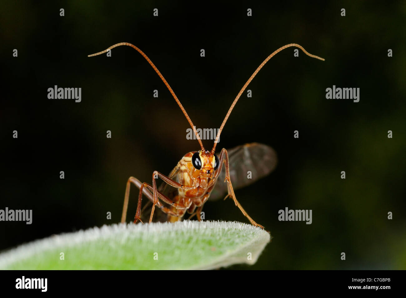 Ichneumon Fly (Ichneumonidae) in appoggio sulla lamina, Oxfordshire, Regno Unito Foto Stock