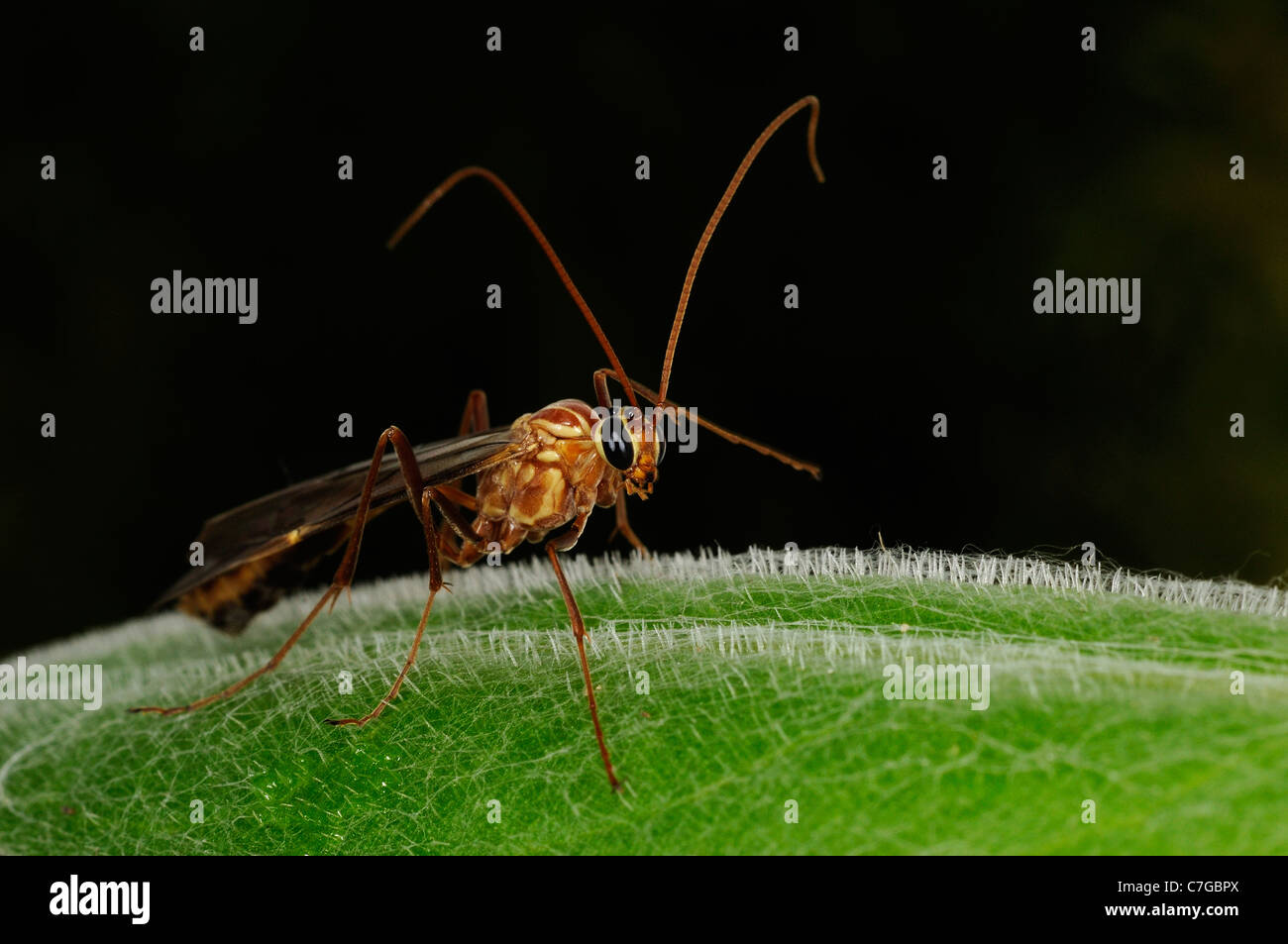 Ichneumon Fly (Ichneumonidae) in appoggio sulla lamina, Oxfordshire, Regno Unito Foto Stock
