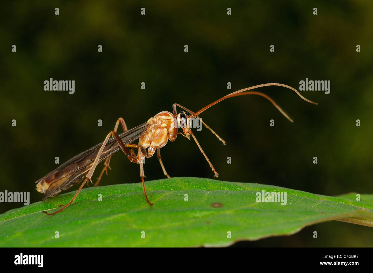 Ichneumon Fly (Ichneumonidae) in appoggio sulla lamina, Oxfordshire, Regno Unito Foto Stock