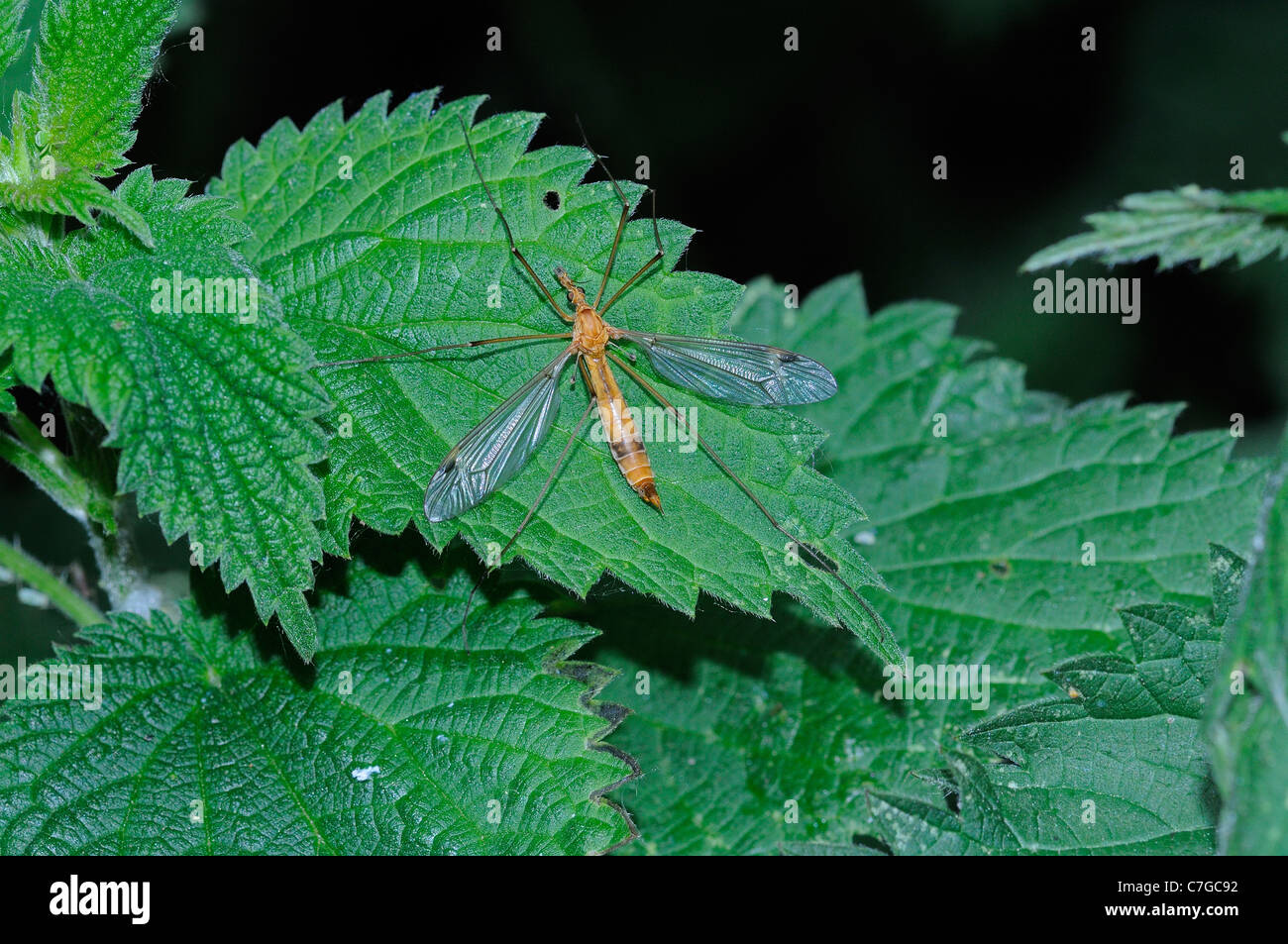 Crane-Fly (Tipula specie) femmina in appoggio sulla foglia di ortica, Kent, Regno Unito Foto Stock