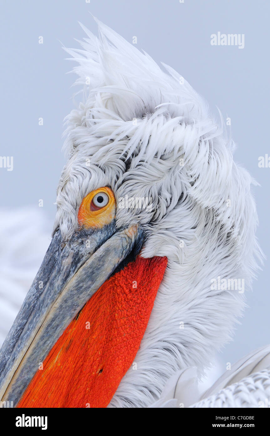 Pellicano dalmata (Pelecanus crispus) ritratto di adulti in allevamento piumaggio, il lago di Kerkini, Grecia Foto Stock