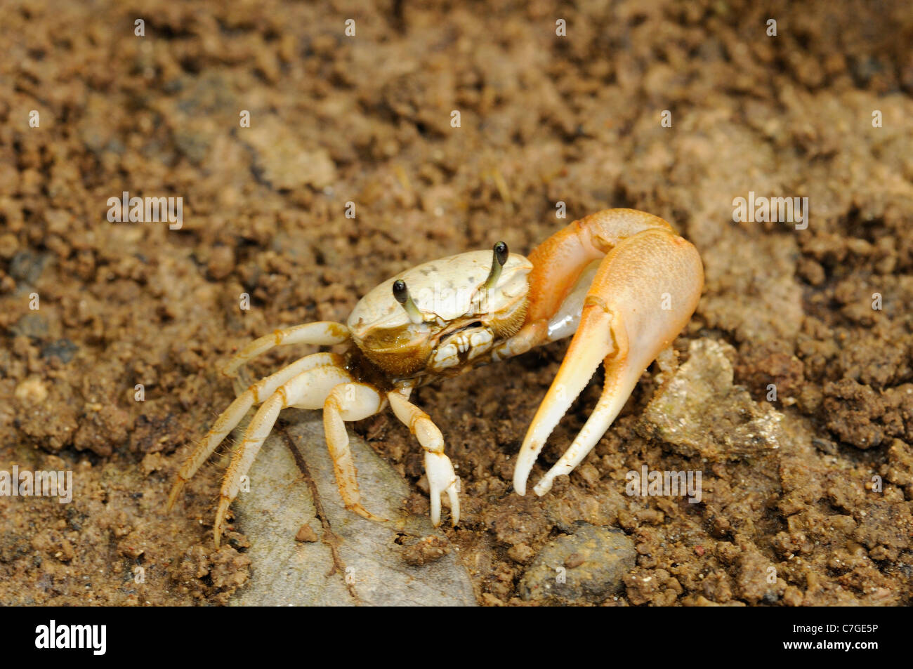 Fiddler Crab (Uca helleri) Isole Galapagos, Ecuador Foto Stock
