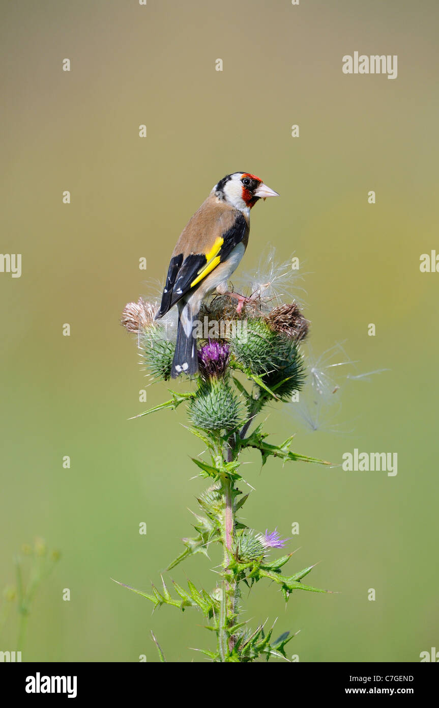 Cardellino (Carduelis carduelis) alimentazione su thistle semi, Oxfordshire, Regno Unito Foto Stock