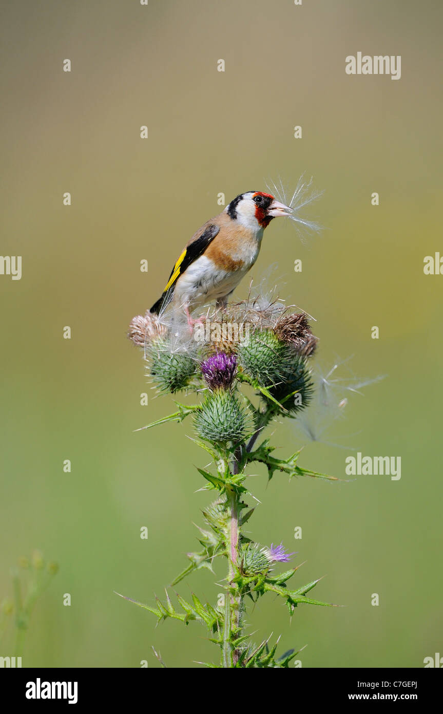 Cardellino (Carduelis carduelis) alimentazione su thistle semi, Oxfordshire, Regno Unito Foto Stock