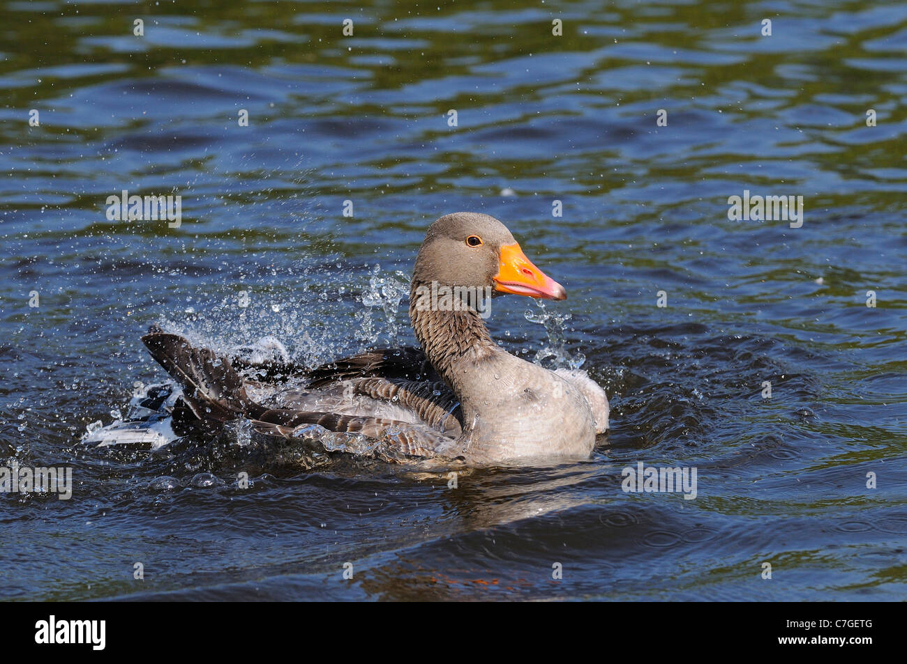 Graylag Goose (Anser anser) balneazione, Oxfordshire, Regno Unito Foto Stock